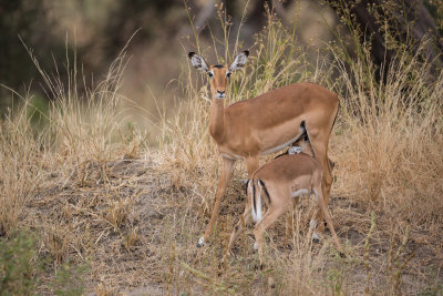 Nursing Impala.