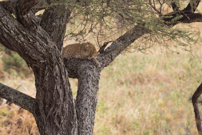 Sleepy Leopard.