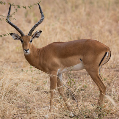 Male Impala.
