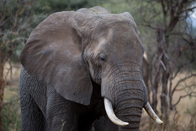 Elephant up close!