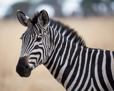 Zebra up close.