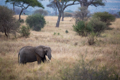 Lone elephant in the grass.