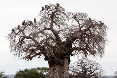 Creepy tree full of vultures.