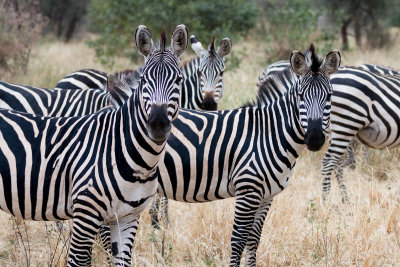 Zebras staring us down.
