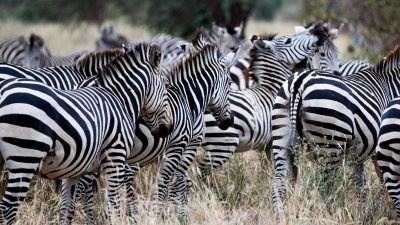 Big mashup of Zebras.