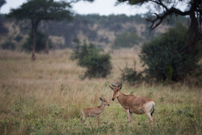 Mother Hartebeest and a young calf.