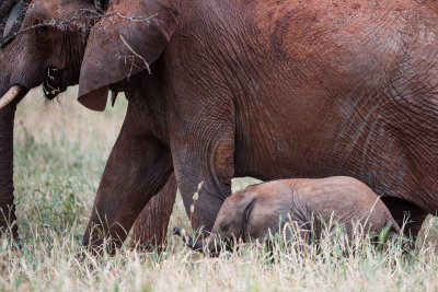 Tarangire National Park