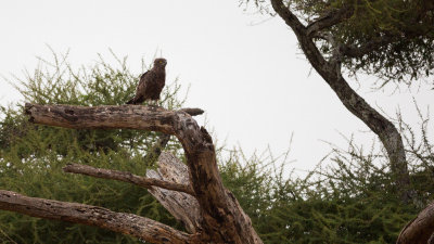 A Brown Snake-eagle.