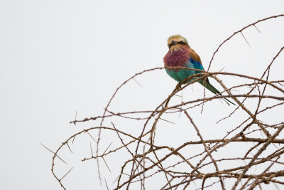 A Lilac-breasted Roller.