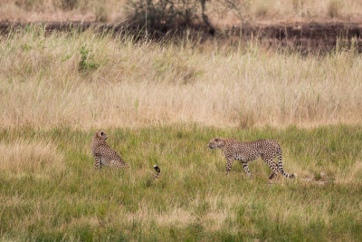 A pair of Cheetah scouting out some Impala in the distance.