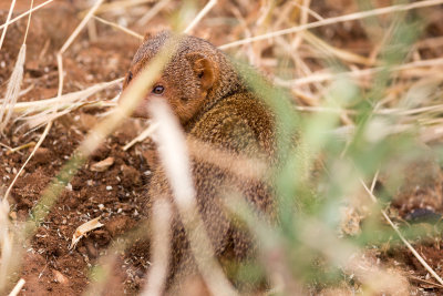 A baby Dwarf Mongoose in the grass.