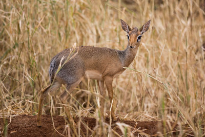 A Duiker, smallest antelope.