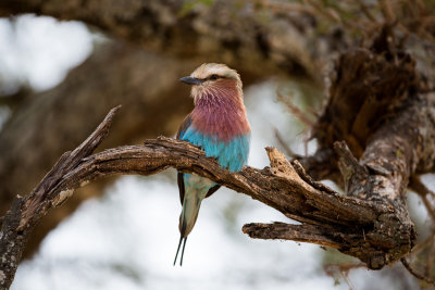 Lilac-breasted Roller.