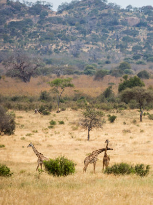 Giraffes in the distance.