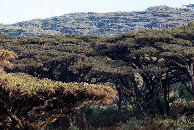 Flat top Acacia trees on the crater rim.