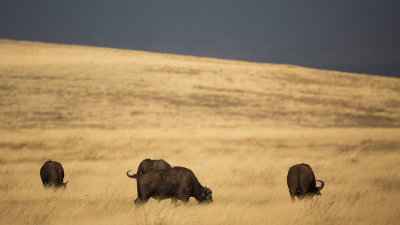 Buffalo grazing in the morning light.