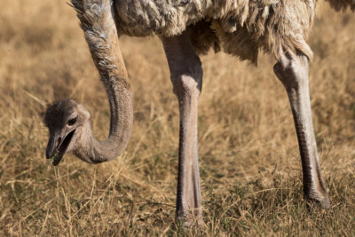 Female ostrich eating.