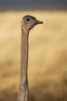 Ostrich head!