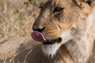 Lion tongue!