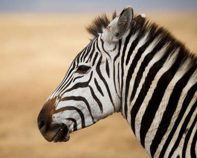 Zebra close up.
