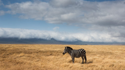 Lonely zebra.