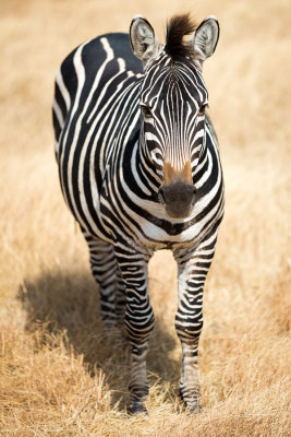 Zebra closeup.