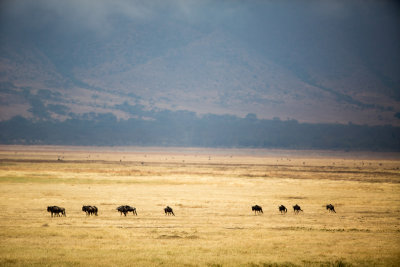 Wildebeest in the distance.