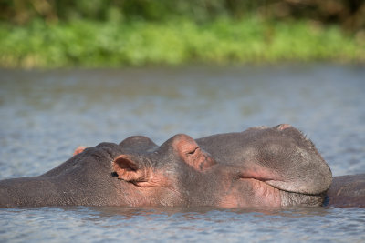 Happy hippo.