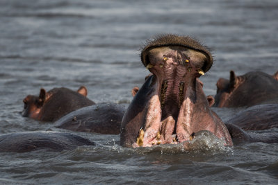 Yawning hippo.