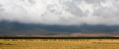 Wildebeest herding single file in the distance.