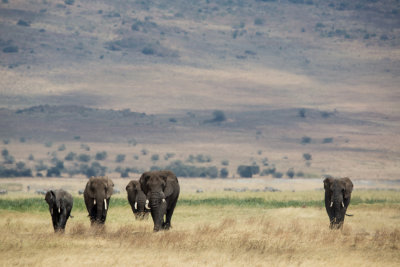 Elephants making their way toward us.