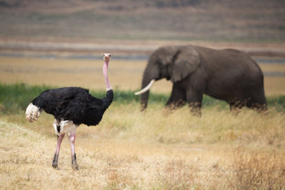 Ostrich and elephant crossing paths.