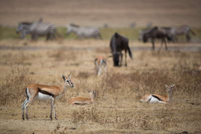 Three species in this shot!  Thompson's Gazelle, Wildebeest and Zebra.