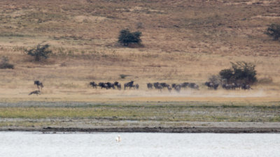 That's a hyena on the left chasing down some wildebeest.