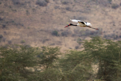 Saddle-billed stork in flight.