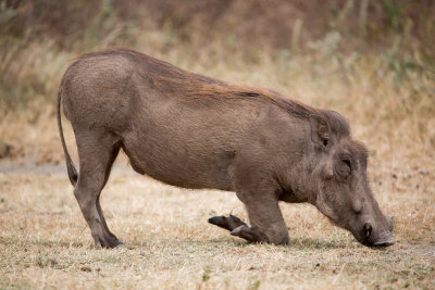 Warthog eating.