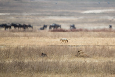 Thats a lioness in the grass on the right, a kill on the left, a jackal circling and wildebeest in the background.