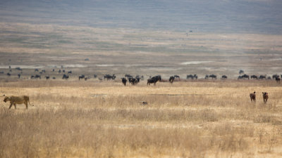 The second starts to leave and the hyena move in from the right.