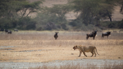 The first lioness moving away in the shimmering heat.