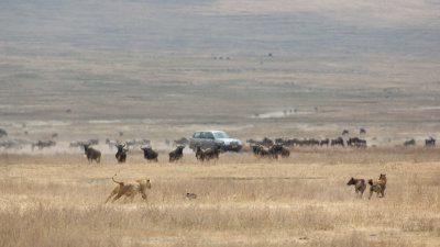 Lioness chasing the hyena off.