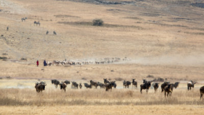 Meanwhile in the shimmering distortion, two Maasai are herding in their cattle in the background.