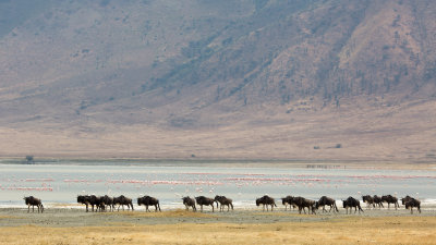 Wildebeest herding by with thousands of flamingos in the lake behind.