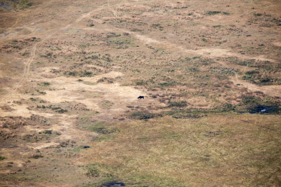 Our only rhino, a lone Black Rhino far below.