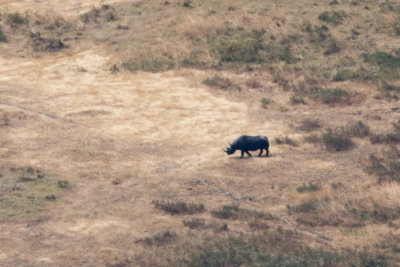 Black rhino far below.  This was taken from the crater rim which is 2000ft above the floor.