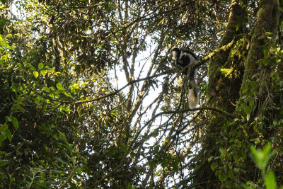 Our only sighting of a colobus monkey!
