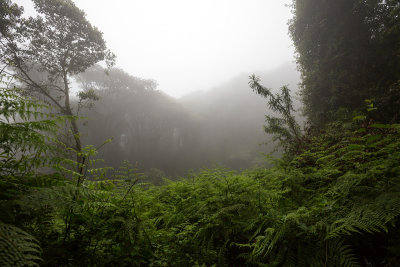 Back into the cloud forests.