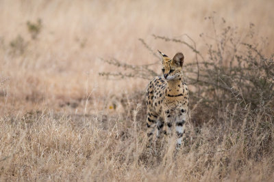 A rare Serval, kind of like a giant house cat.