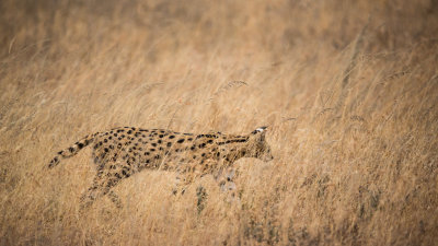 Serval in the grass.