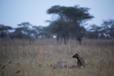 A hyena with a kill in the early morning.