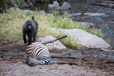 Dead Zebra and a curious Baboon.